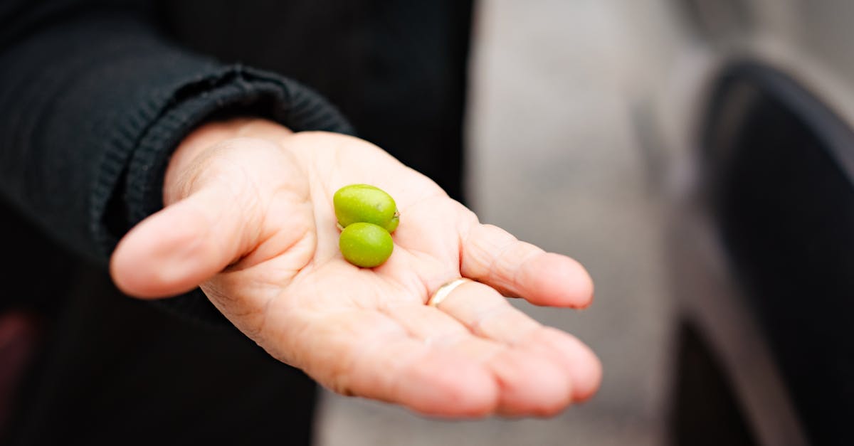 A close-up image of a hand holding fresh green olives outdoors in Nafplion, Greece.