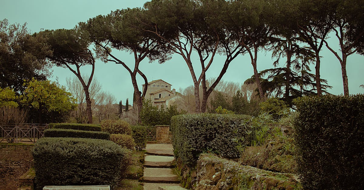 Serene view of the lush greenery in Villa Borghese Gardens, Rome, Italy, featuring well-maintained pathways and tall Mediterranean pines.