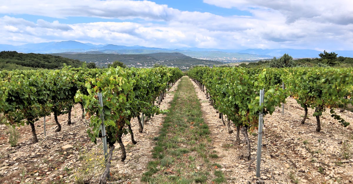 Rows of grapevines in a picturesque vineyard with mountains in the background.