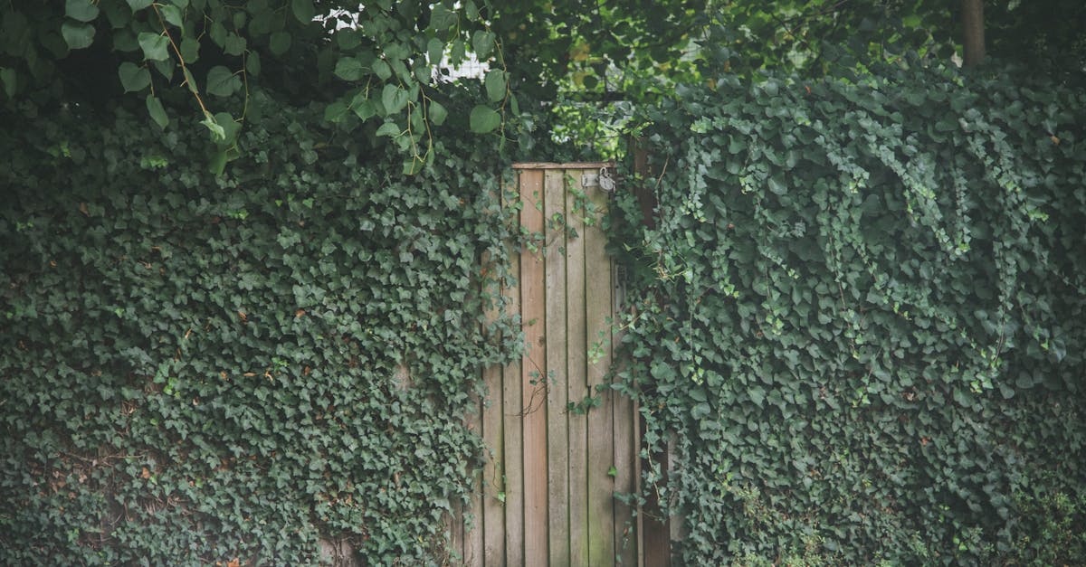 Wooden gate surrounded by dense green ivy creates a secret garden vibe in London.