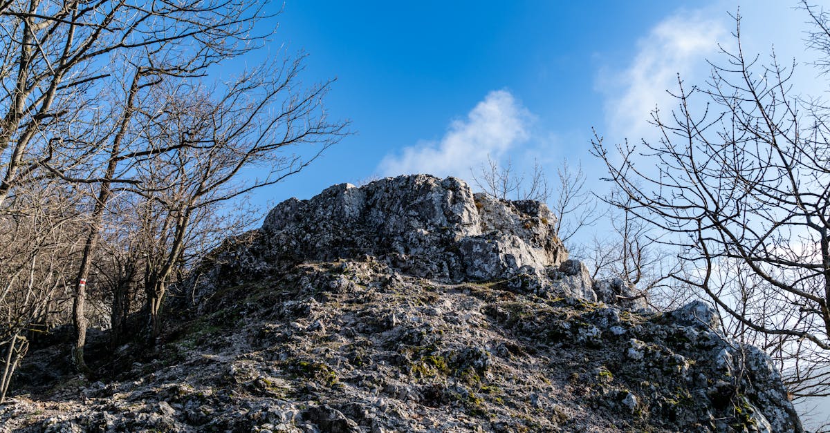 A rugged hilltop with bare trees under a clear blue sky, capturing the essence of winter.