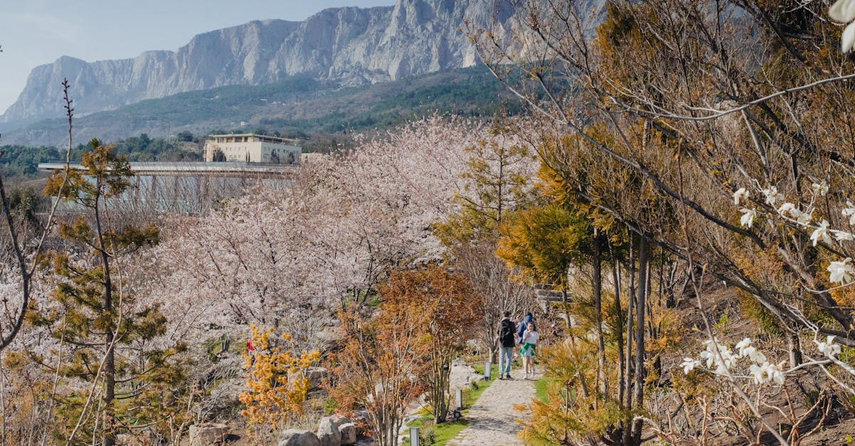 A scenic pathway lined with cherry blossoms and mountains in the background during spring.