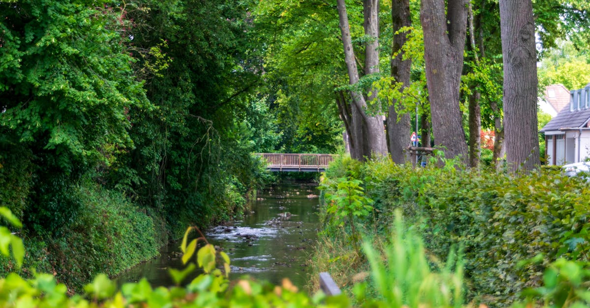 A serene canal surrounded by lush trees and a wooden bridge, depicting summer tranquility.