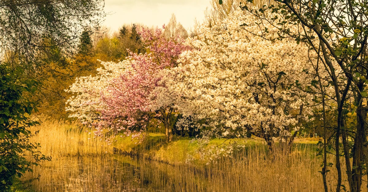 Beautiful cherry blossoms in full bloom by a pastoral stream during springtime.