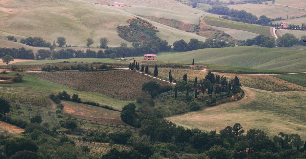 From above of plantations with green trees located on hilly terrain near small settlement on summer day in countryside in nature