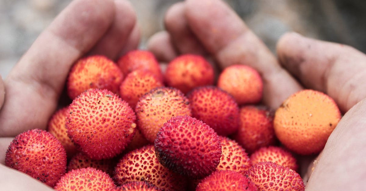 Close-up of hands holding freshly harvested red arbutus berries, showcasing natural texture and vibrant color.